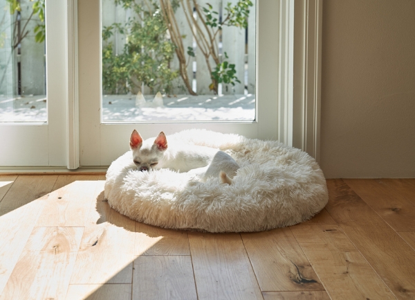 Choose the Right Dog Bed