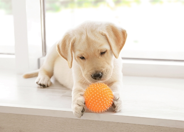 choosing toys for dogs