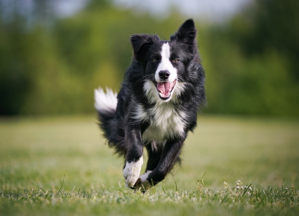 Happy Healthy Dog