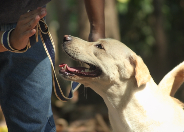 dog obedience training