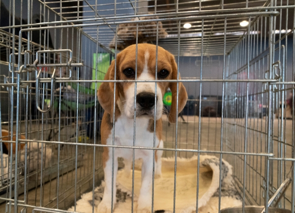 puppy crate training