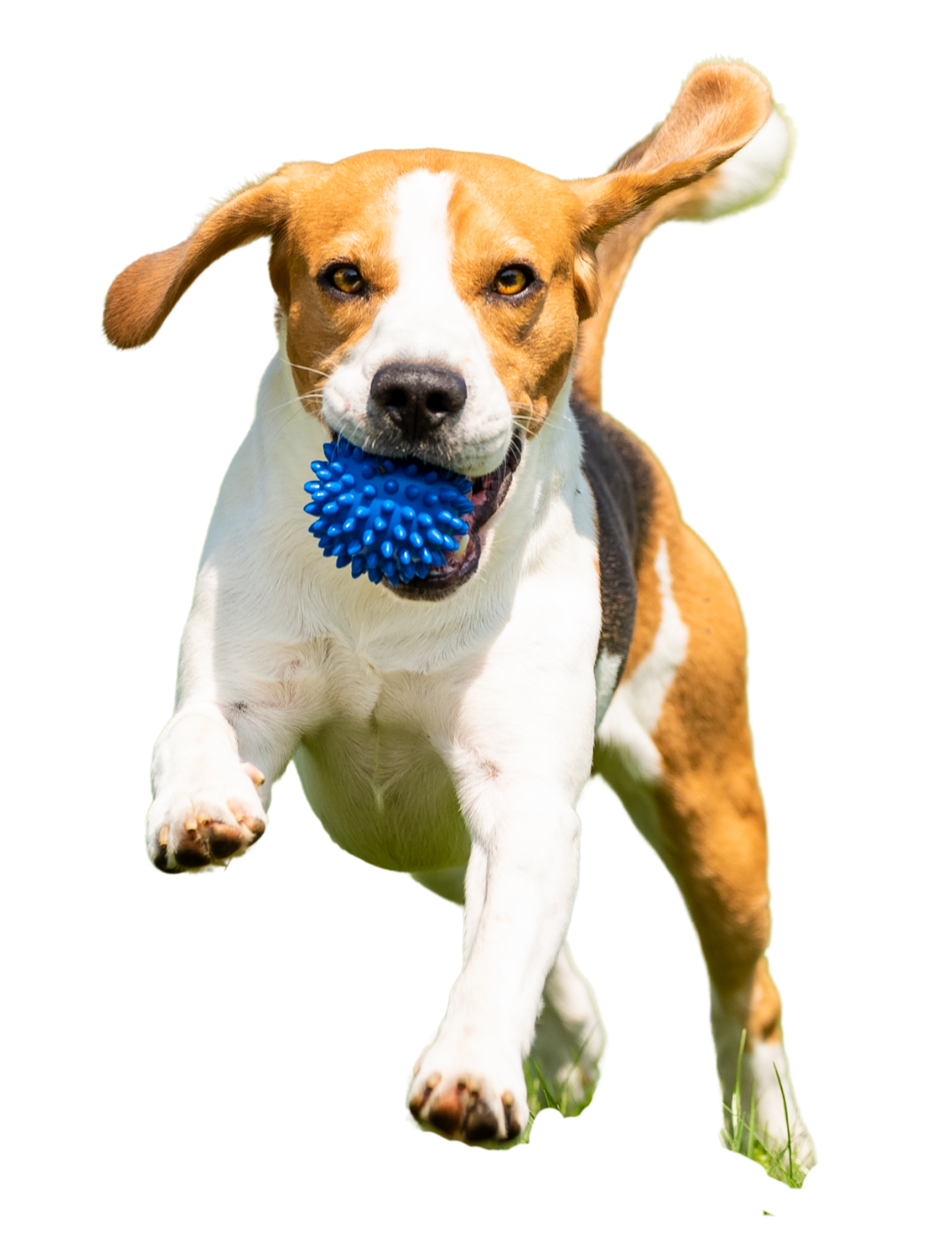 Photo: Dog Playing with a ball